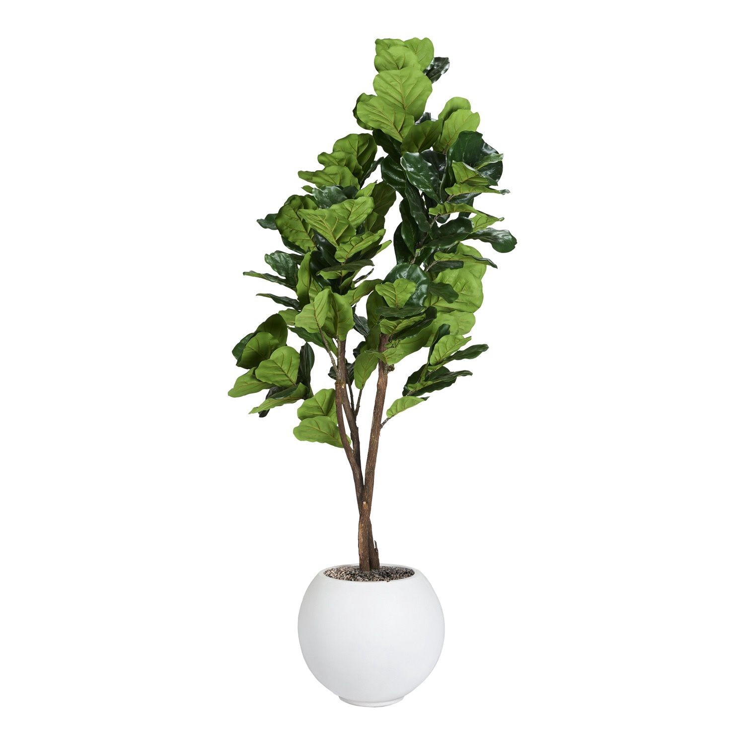 7' Fig Tree in White Container