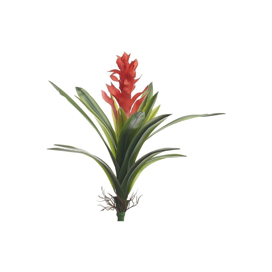 Red Ginger Plant 21"