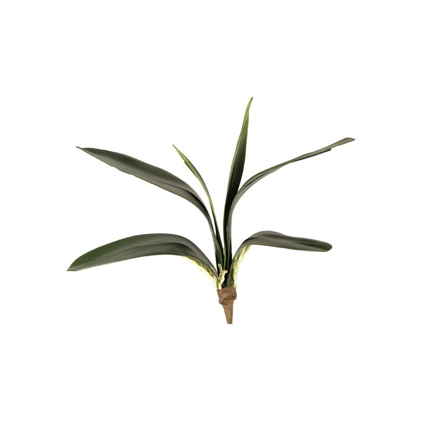 12" Orchid Foliage