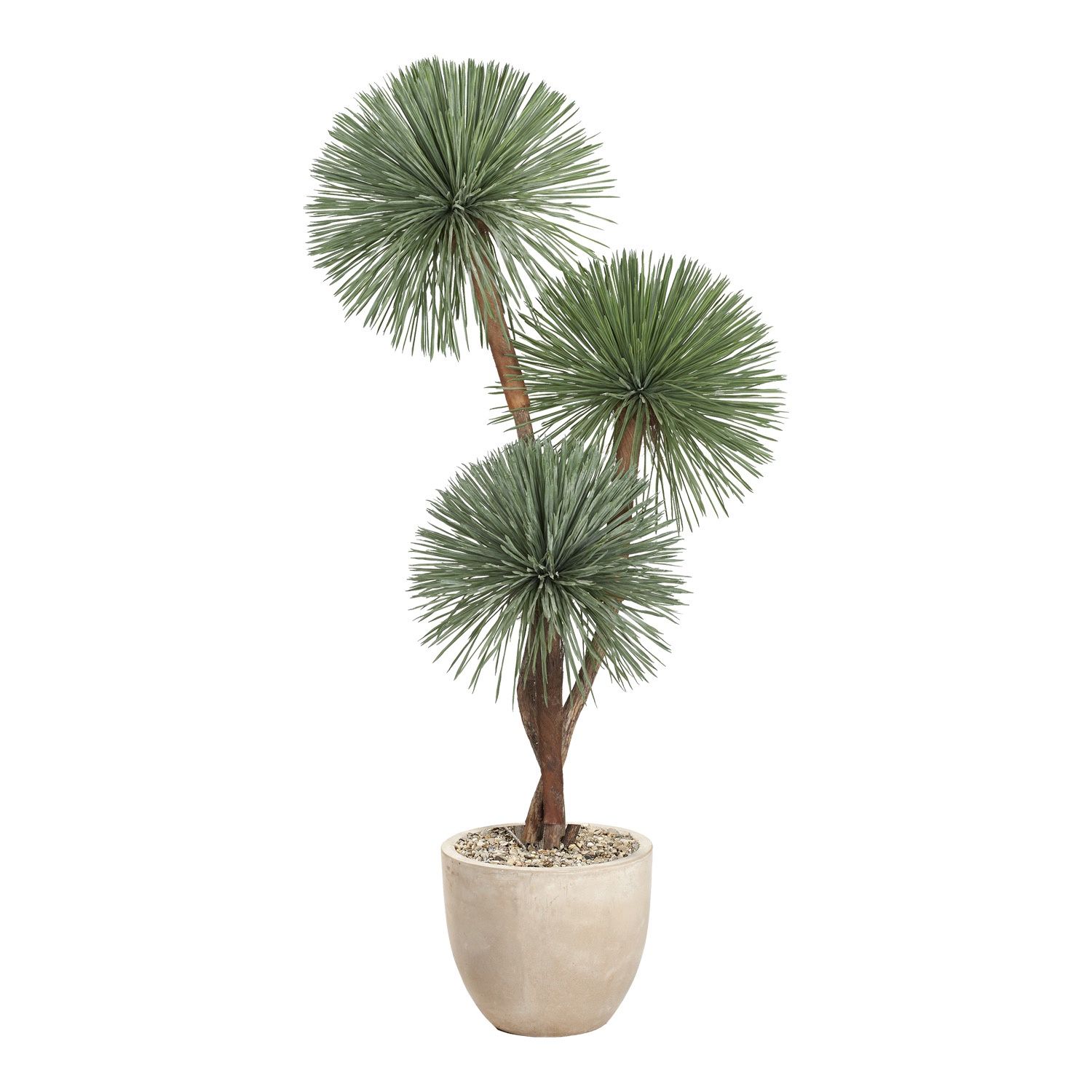 7.5' Yucca Rostrata In Grove Planter