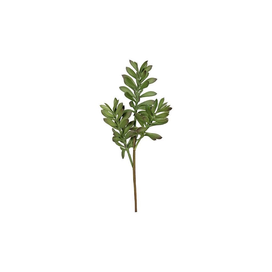 12" Jade Plant