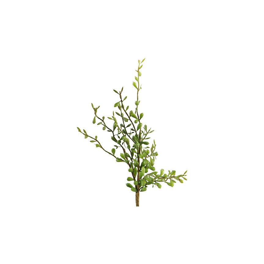 Pittosporum Branch
