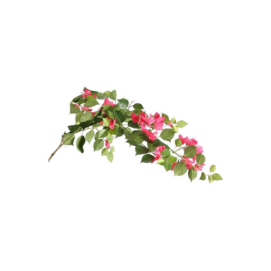 Bougainvillea Stem 2
