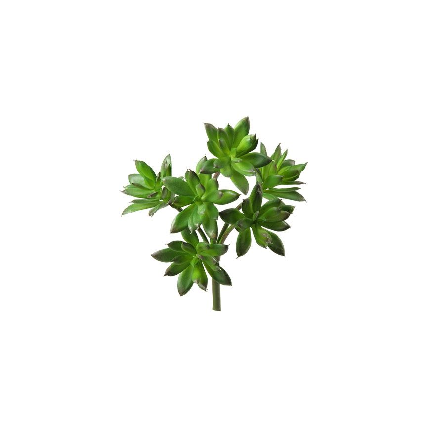 Green Echeverla