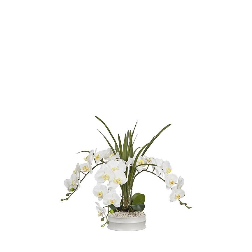 White Phial Orchids in Matte White Bowl