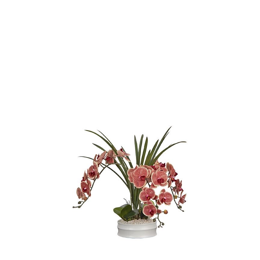 Red/Cream Phael Orchids in Matte White Bowl