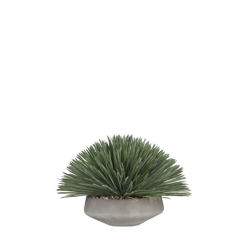 Yucca in Lg Newport Bowl