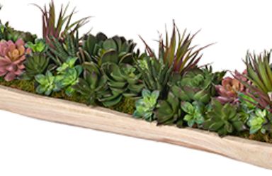 Assorted Mini Succulents in Fortune Wood Tray