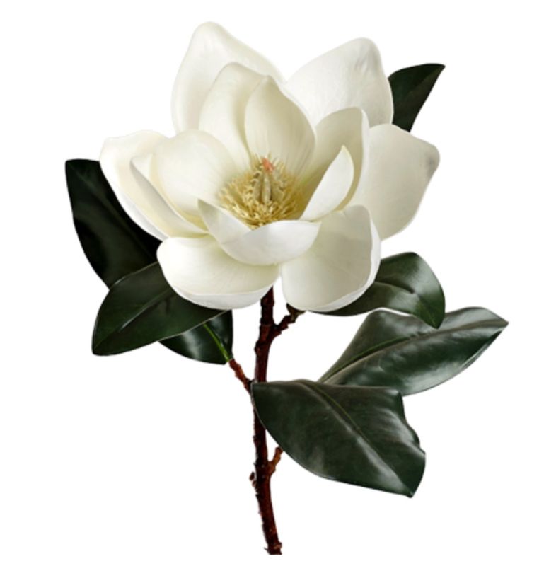 White Magnolia Stem 27"