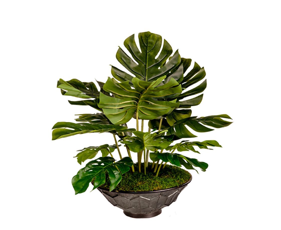 Split Leaf Philo in Vida Planter Split Leaf Philo in Vida Planter