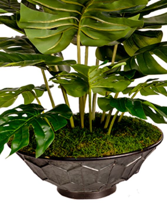 Split Leaf Philo in Vida Planter