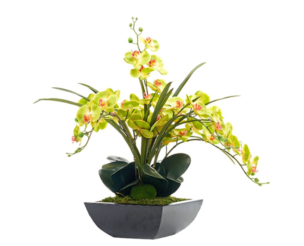 Green Phal Orchids in Planter