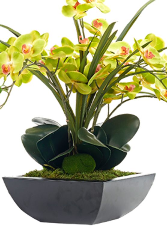 Green Phal Orchids in Planter