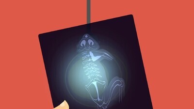 a motion video for vertebral x-ray