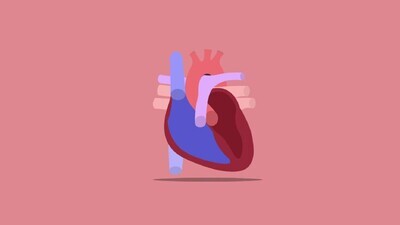 heart of human