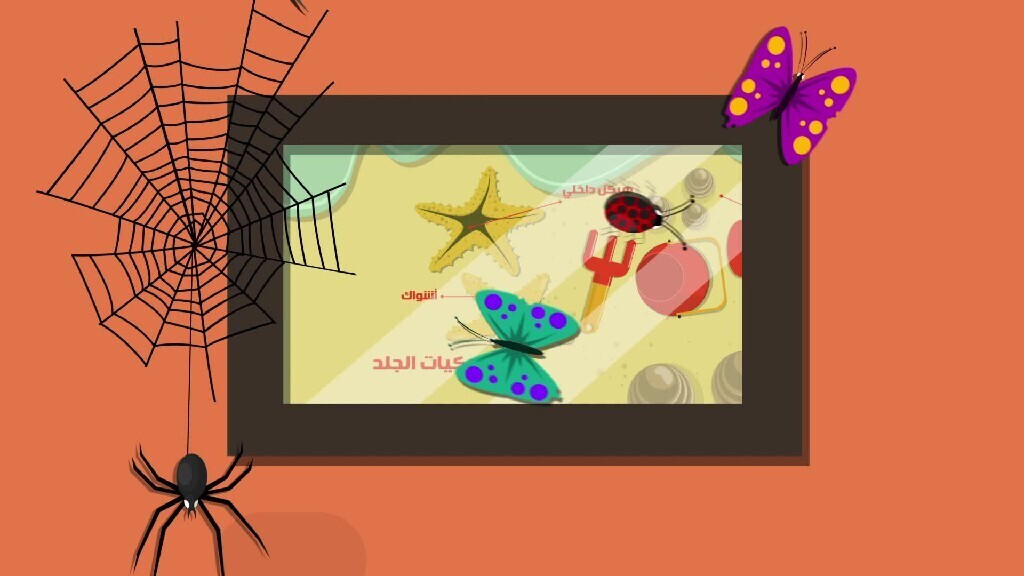 butterflies in a frame