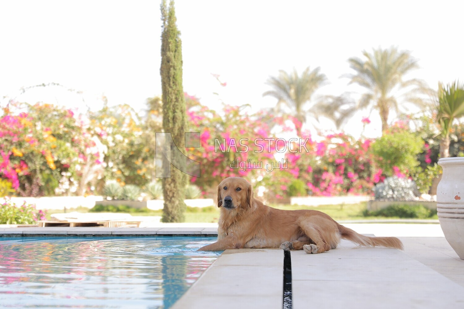 a dog sitting in front of the swimming pool