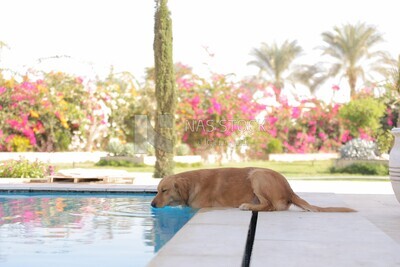 a dog sitting in front of the swimming pool