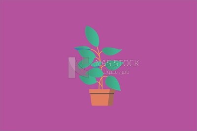 Elegant house plants