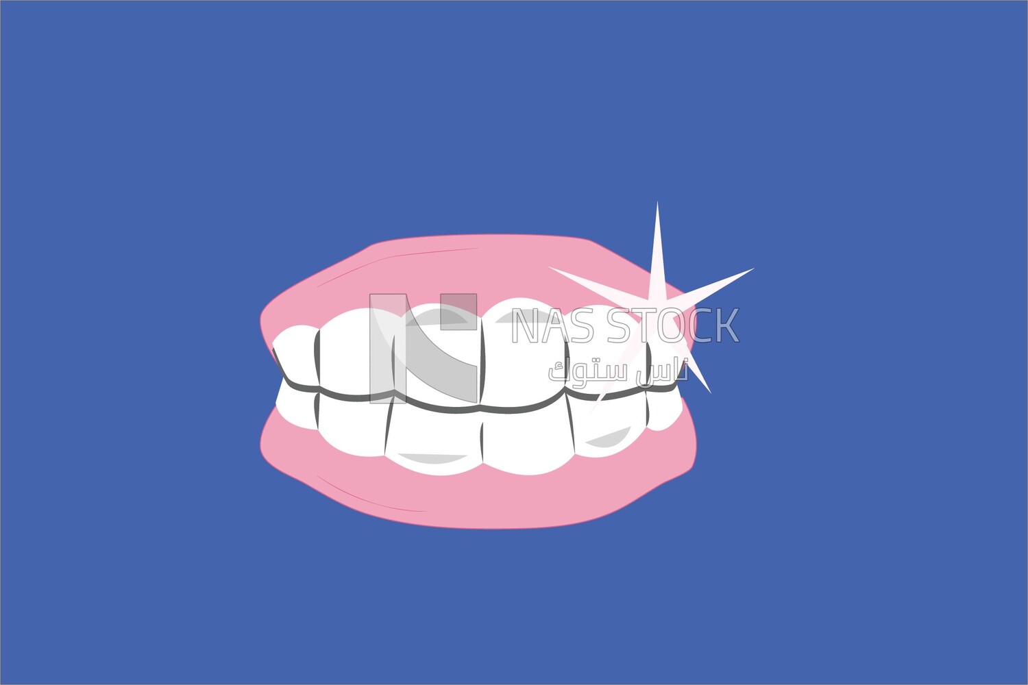 The human jaw