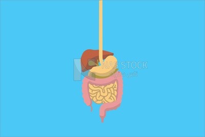 Digestive system