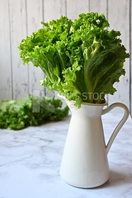 Fresh lettuce