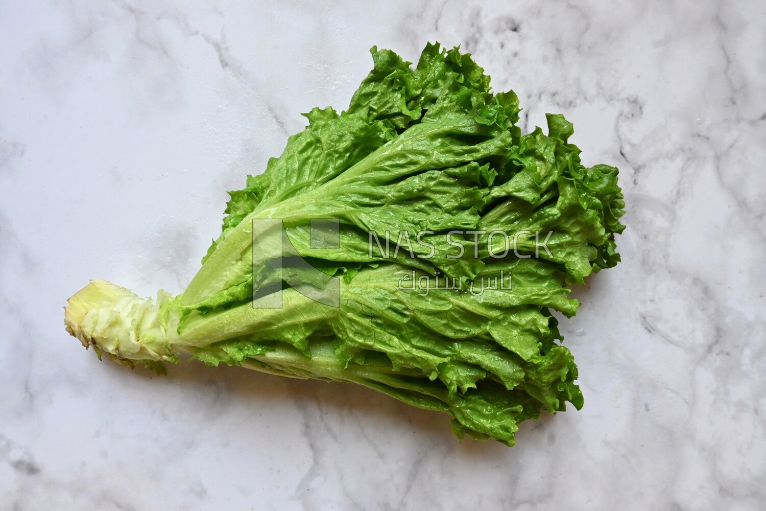 Fresh lettuce