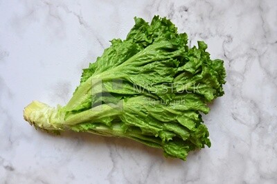 Fresh lettuce