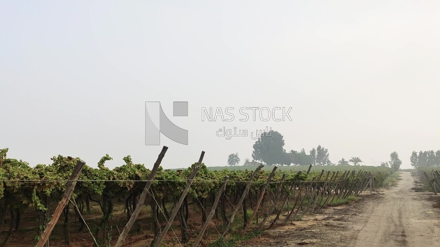Rows Of Trellis Dried Vines , vineyard , Agricultural land