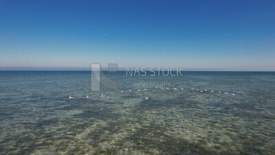 drone footage of birds flying over the sea in the marine destination of Dammam in Saudi Arabia, the beauty of the city of Dammam in the eastern region of the Kingdom of Saudi Arabia, Dammam Port.4k