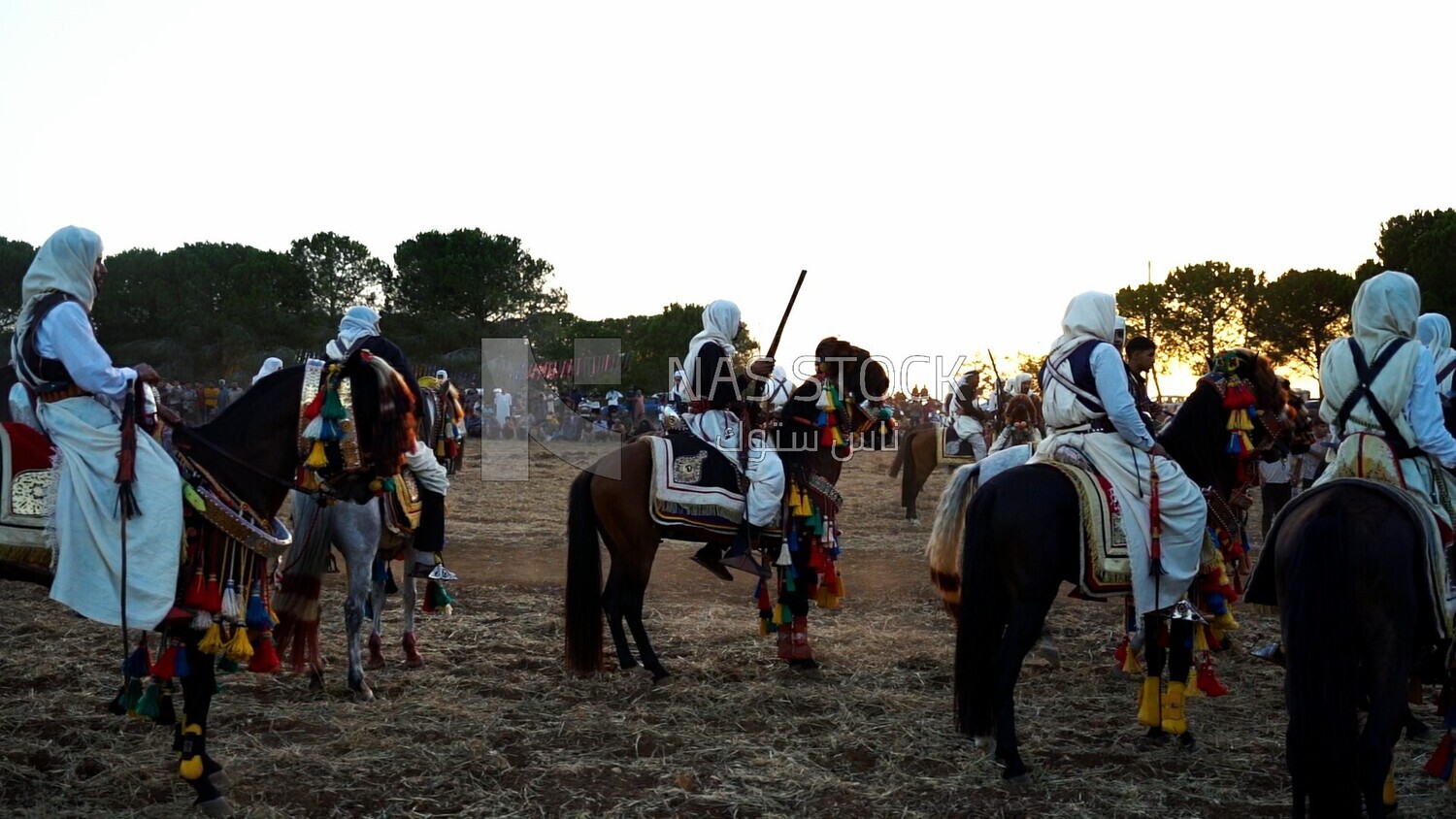 video of men riding horses in Libya, Libyan Traditional show of horses, Libya