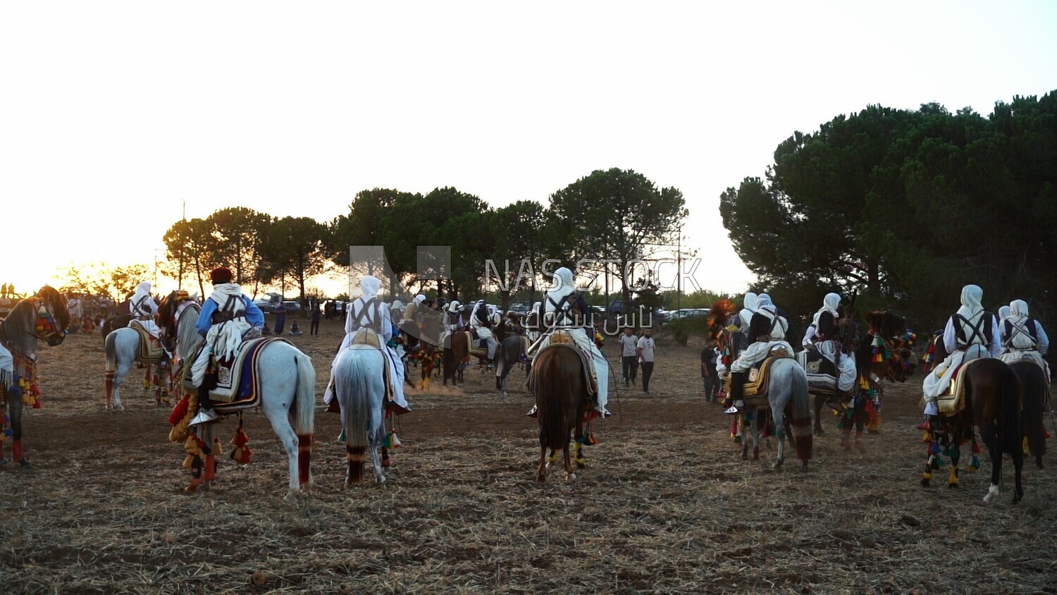 video of men riding horses in Libya, Libyan Traditional show of horses, Libya