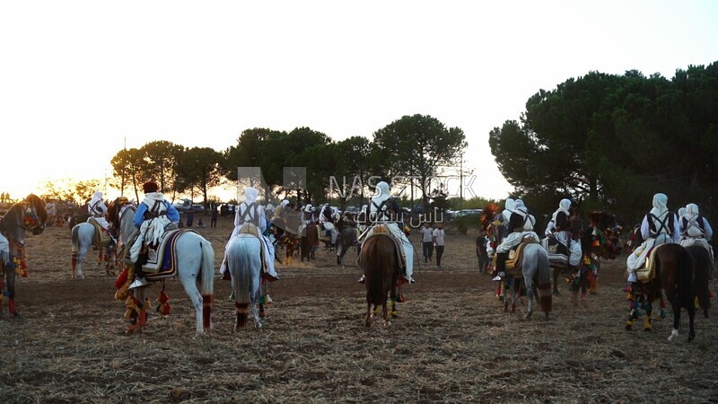 فيديو لرجال يركبون خيولاً في ليبيا ، عرض ليبي تقليدي للخيول ، ليبيا 