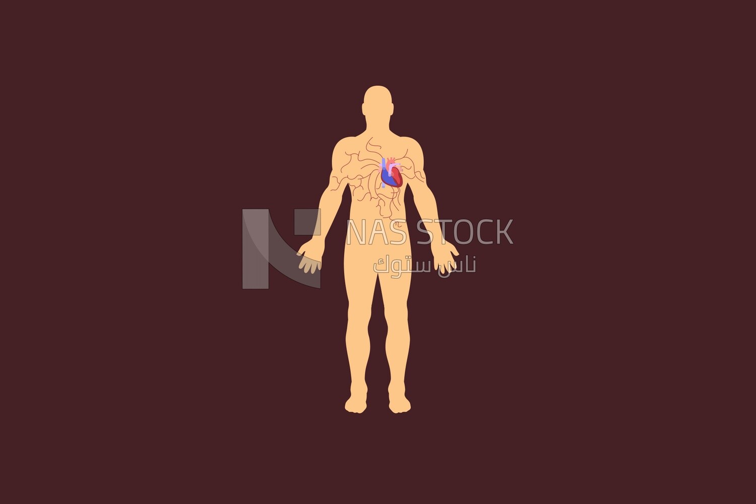 Location of the heart in the body