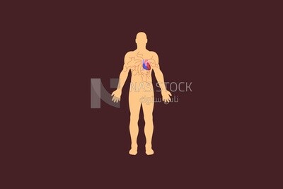 Location of the heart in the body