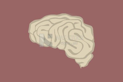 Brain
