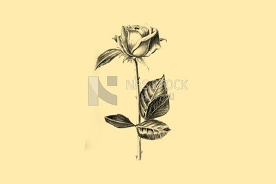 زهرة مرسومة باليد على خلفية بيضاء