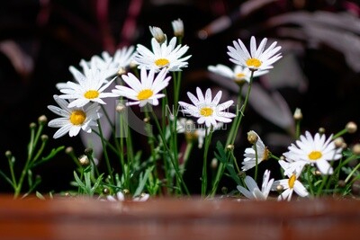 Flowers from the Spring Festival in Orman Garden, Daisy flowers