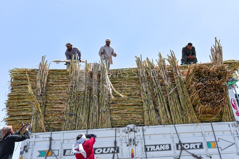Group of farmers packing sugarcane