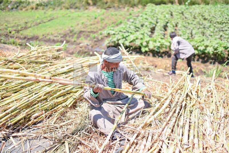 Group of farmers packing sugar cane