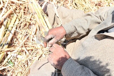 Egyptian farmer harvesting sugarcane​