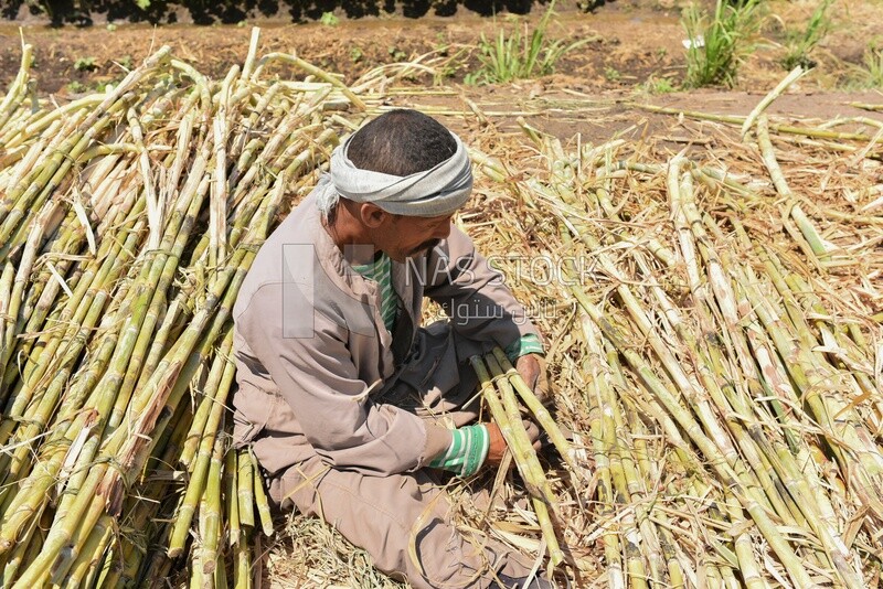 An Egyptian farmer collecting sugar cane
