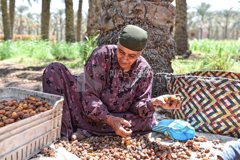 An Egyptian woman sorting and packing dates