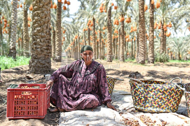 An Egyptian woman sorting dates