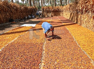 Egyptian farmer under the sun