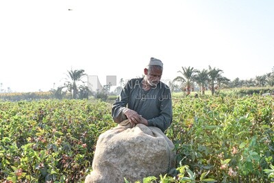 Egyptian farmer