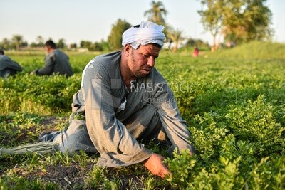 Egyptian farmer