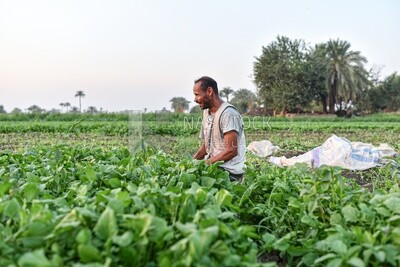 Egyptian farmer