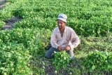 Egyptian farmer