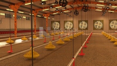 poultry barn at a local farm ,interior view , 3D model